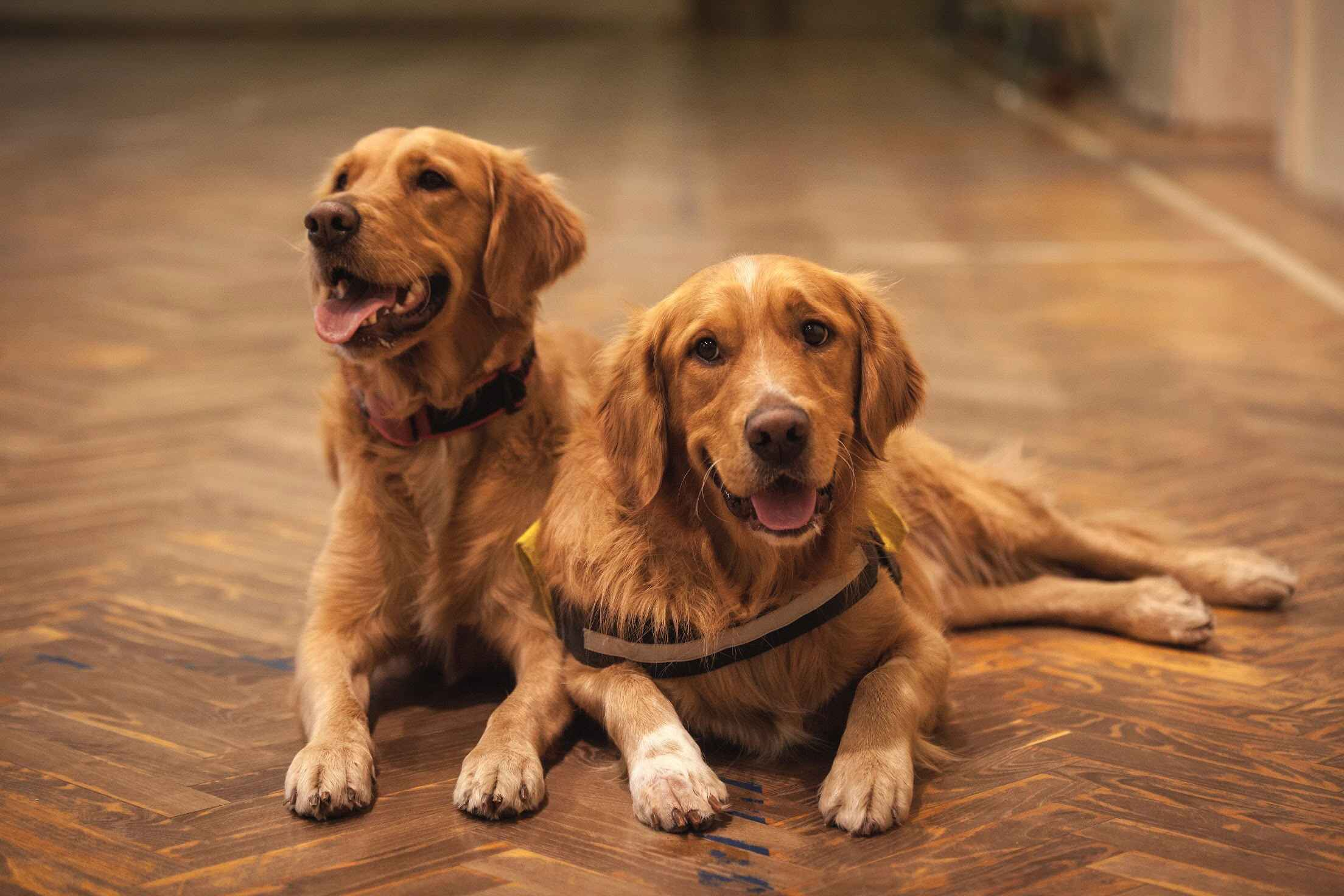 Are there any specific training techniques that are effective for golden retrievers?